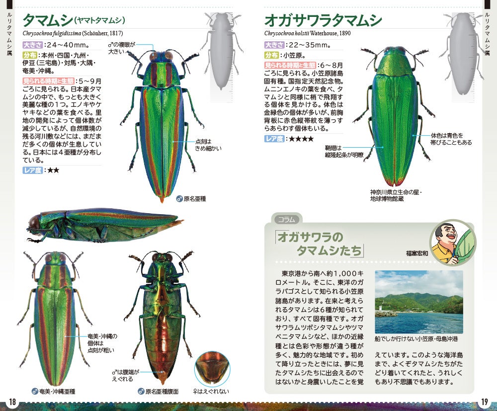 森の宝石と称される美しい昆虫「日本産タマムシ」の識別図鑑、本日発売