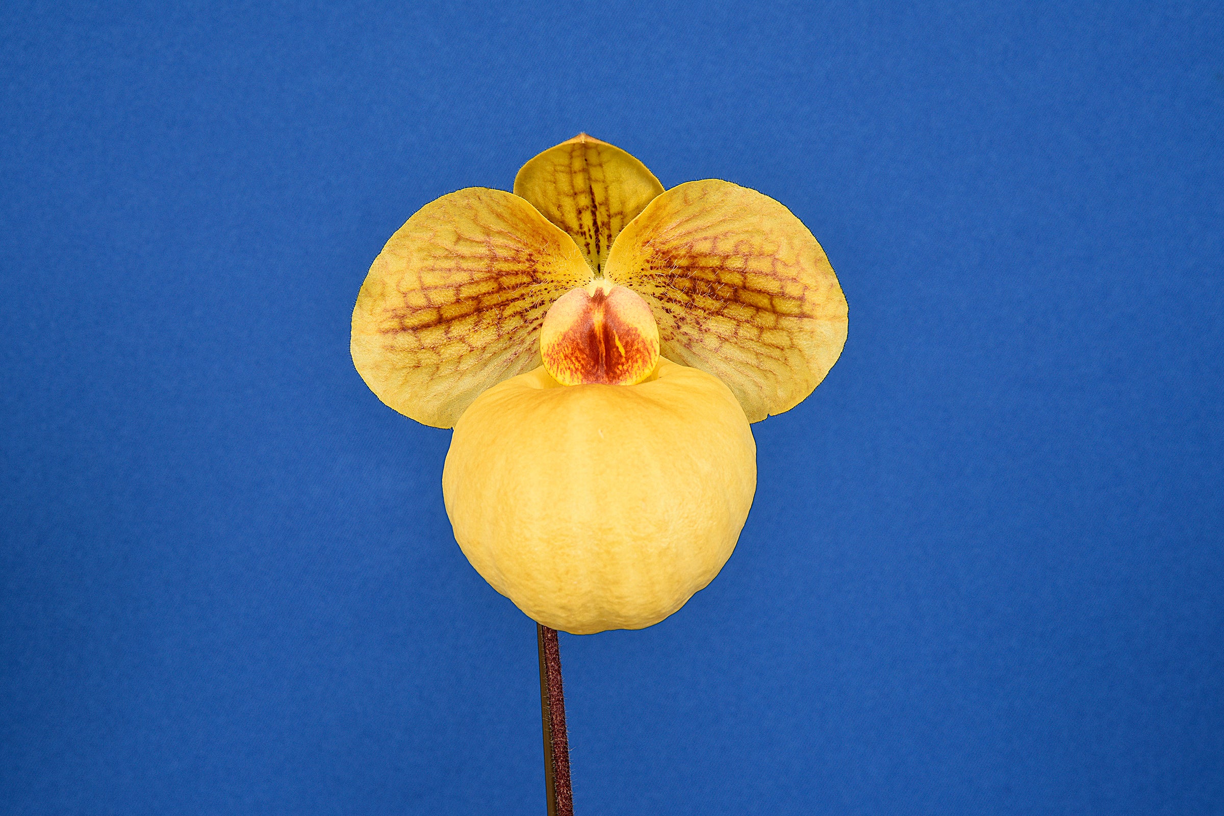 第61回全日本蘭協会洋らん展 サンシャインシティ世界のらん展2022