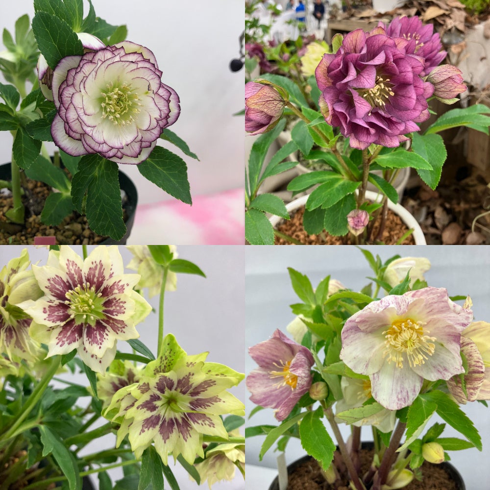 クリスマスローズの世界展2025 ～恋する魅惑の花～＊2025年2月21日（金