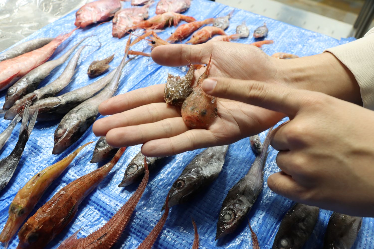 ゾクゾク深海生物”シリーズは愛され続けて10回目！過去の目玉深海生物