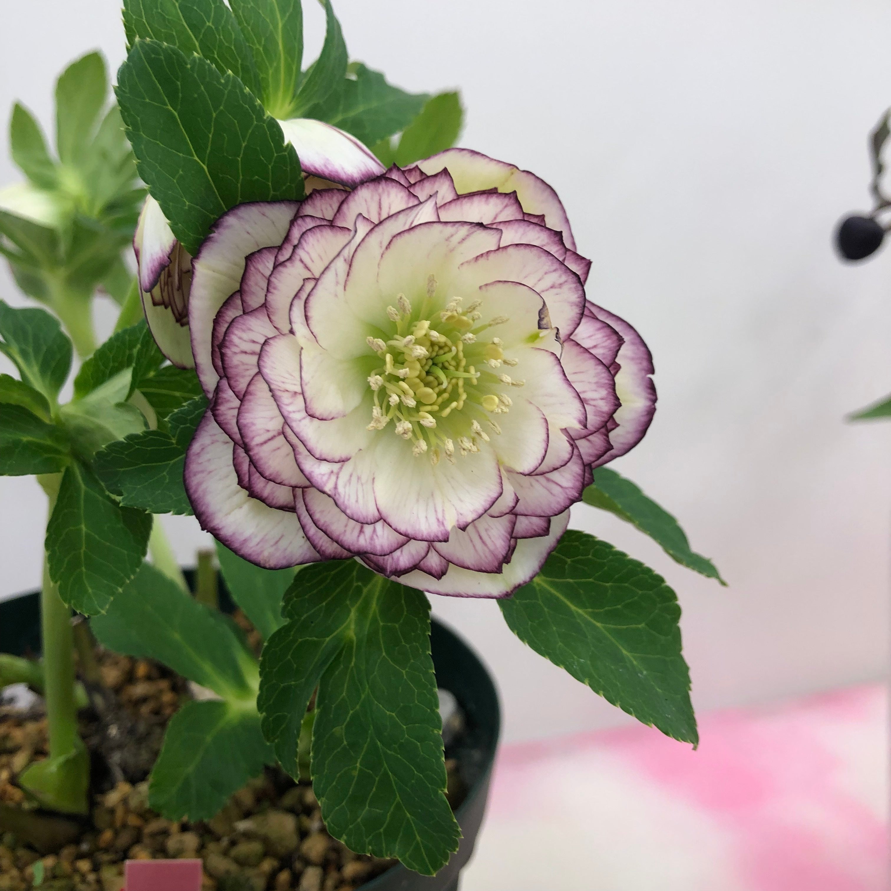 サンシャインシティ・クリスマスローズの世界展2026 ～魅惑の花たちの