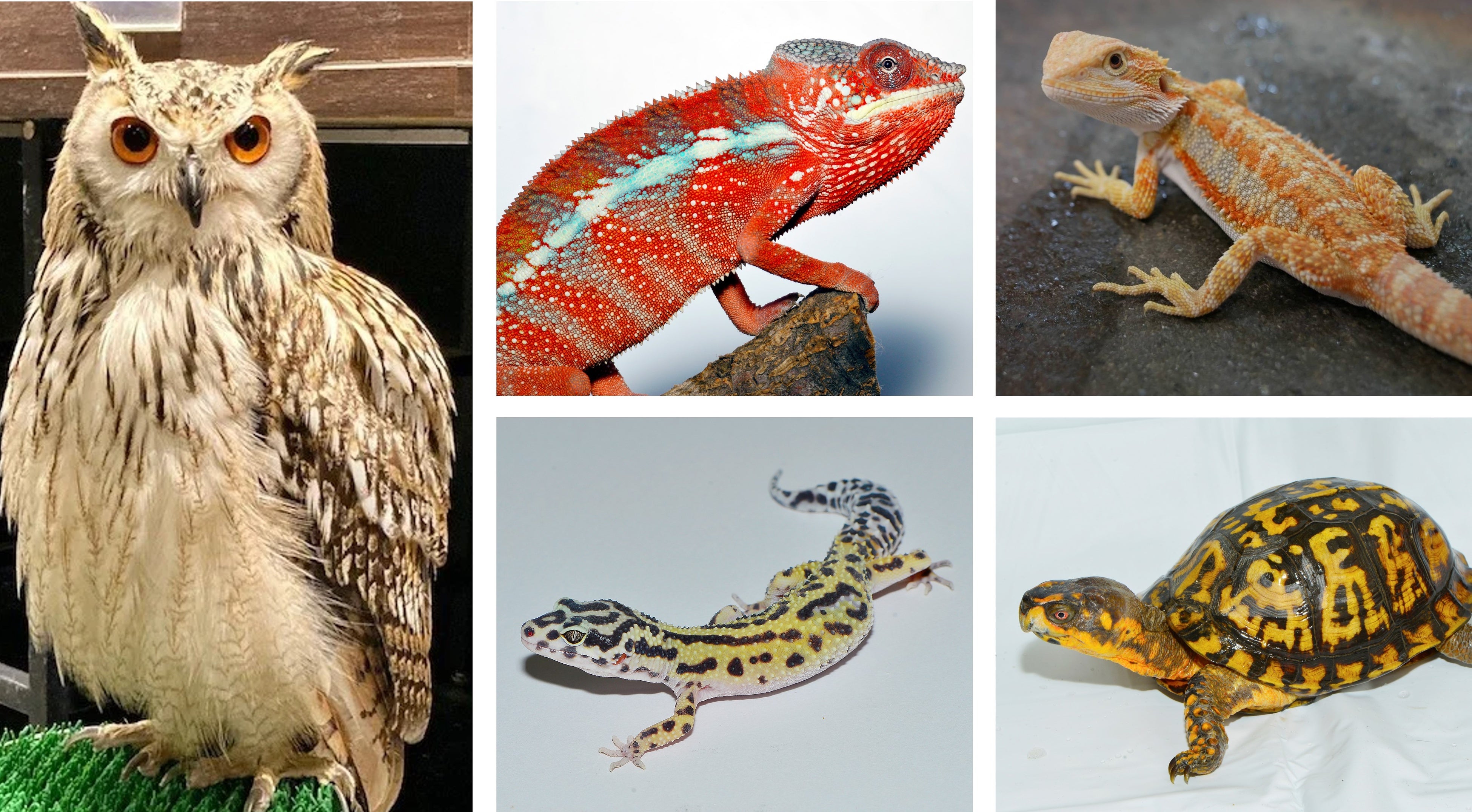 いよいよ開催！【レプタイルズフィーバー2025Winter】2/22(土)・23(日