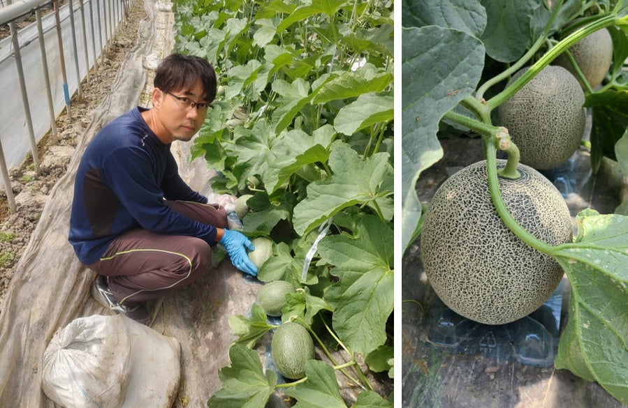 毎年約300セットが約12時間で完売する人気のメロン 『電解水素水で育て