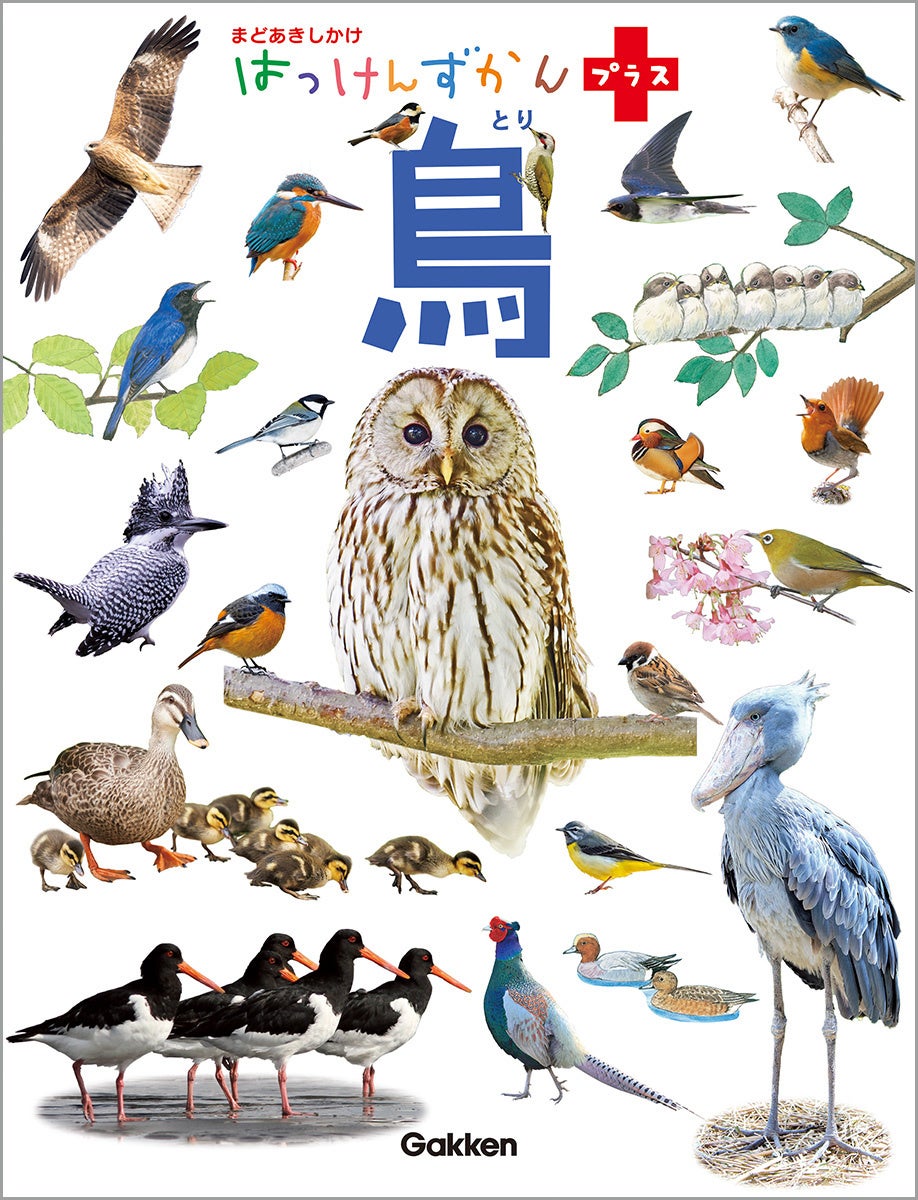 いきいきと描かれた四季の鳥たち！ 絵本図鑑『はっけんずかんプラス 鳥