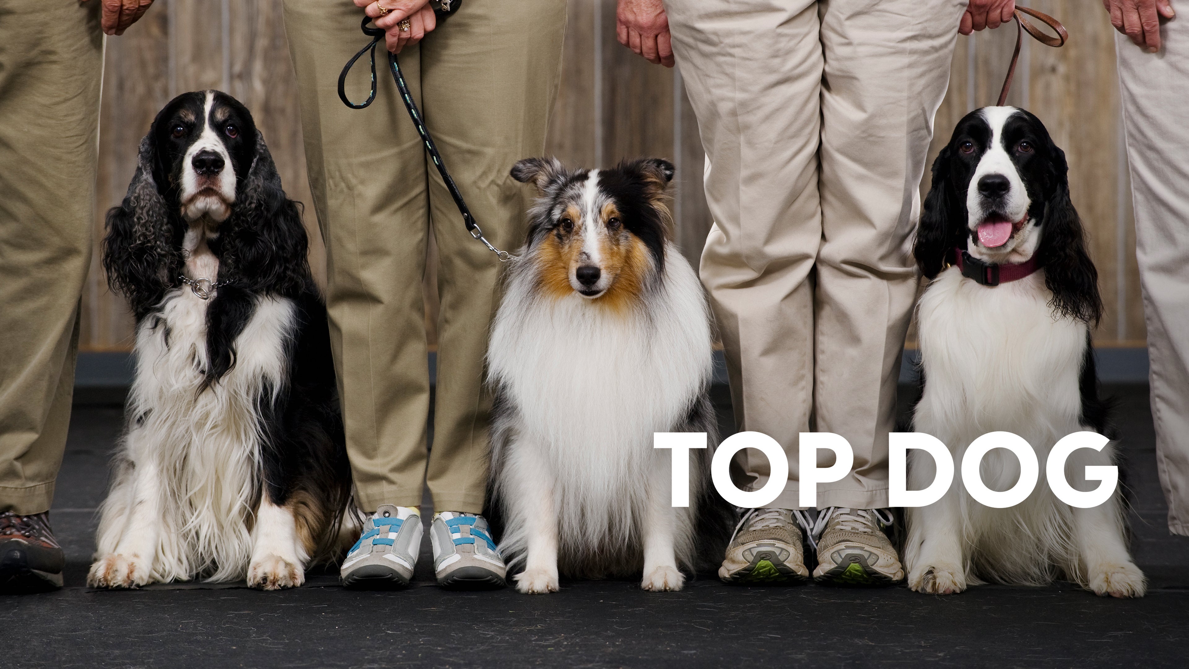 最高の犬を決めるドッグショーに密着したイギリス発のドキュメンタリー