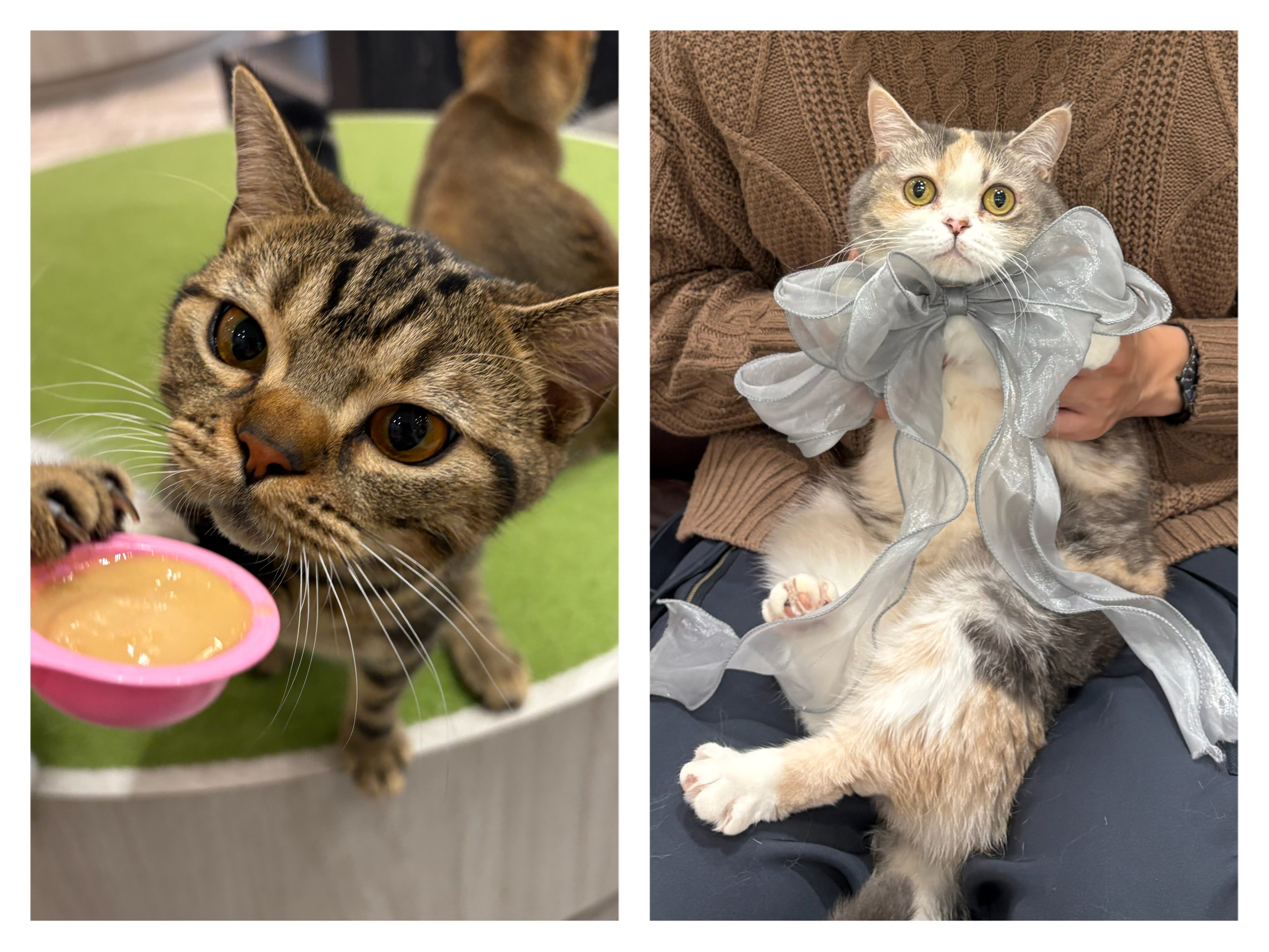 猫の日」に合わせて待望の初コラボが決定！PAUL & JOE ACCESSOIRES