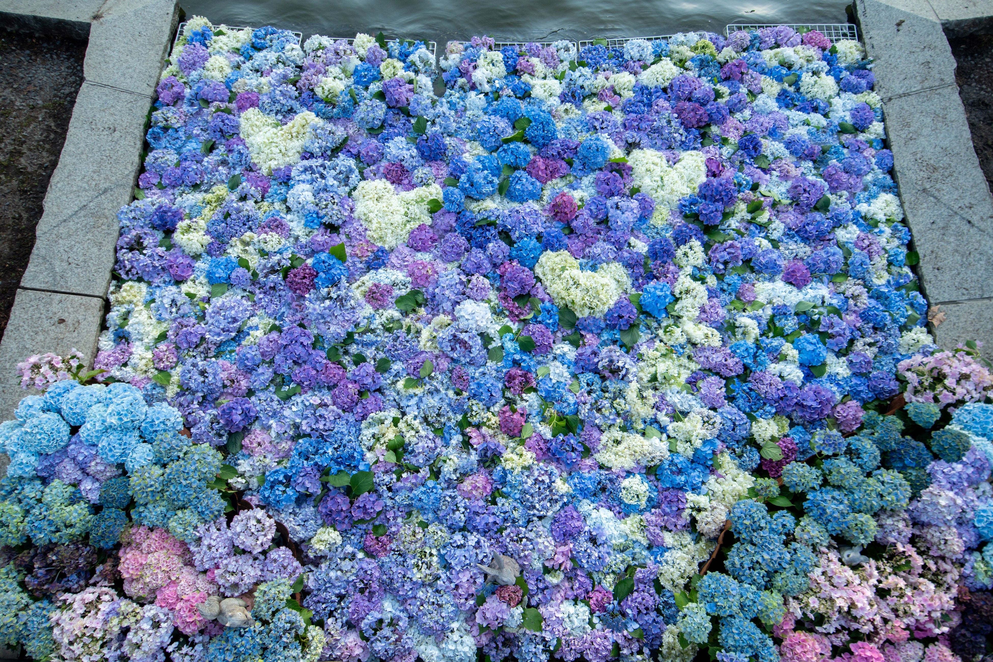 紫陽花さんぽ2025開催（国営昭和記念公園） | 一般財団法人 公園財団の