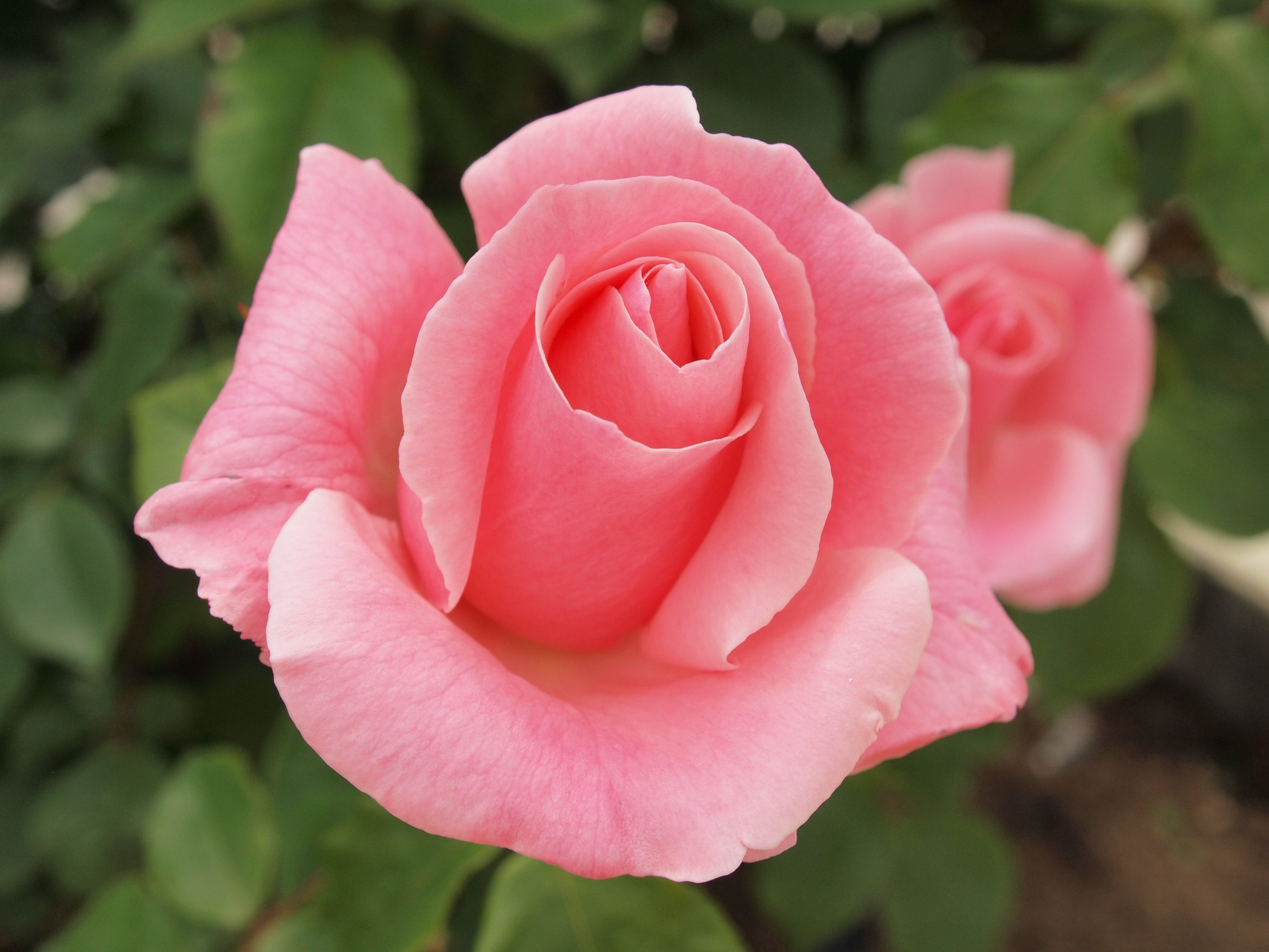 入園無料】春バラ約160品種・360本が見頃「春のローズフェスタ」2024年