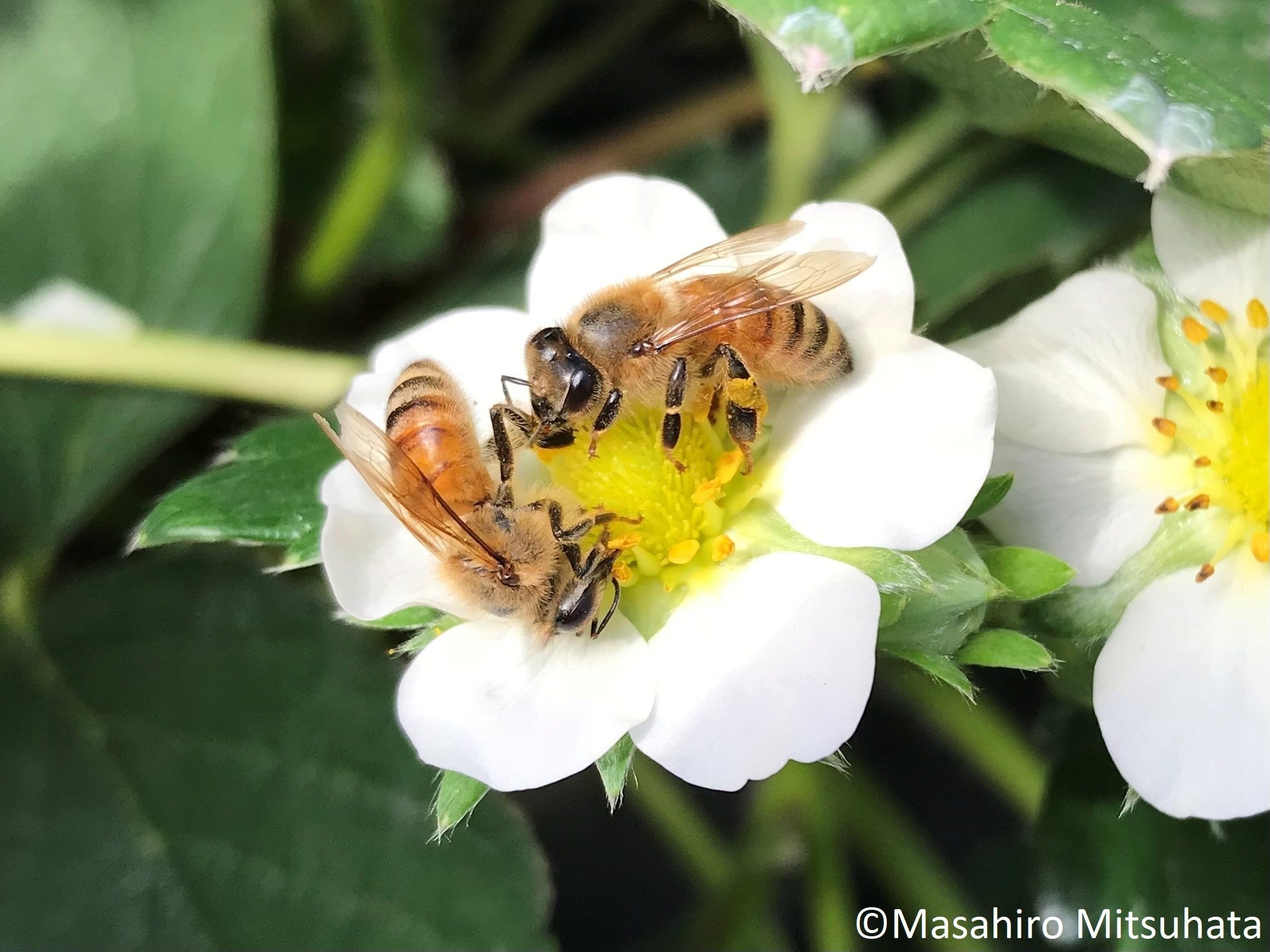 みつばちの日”に豊島区の自然を体感できるイベント「みつばちとくらし
