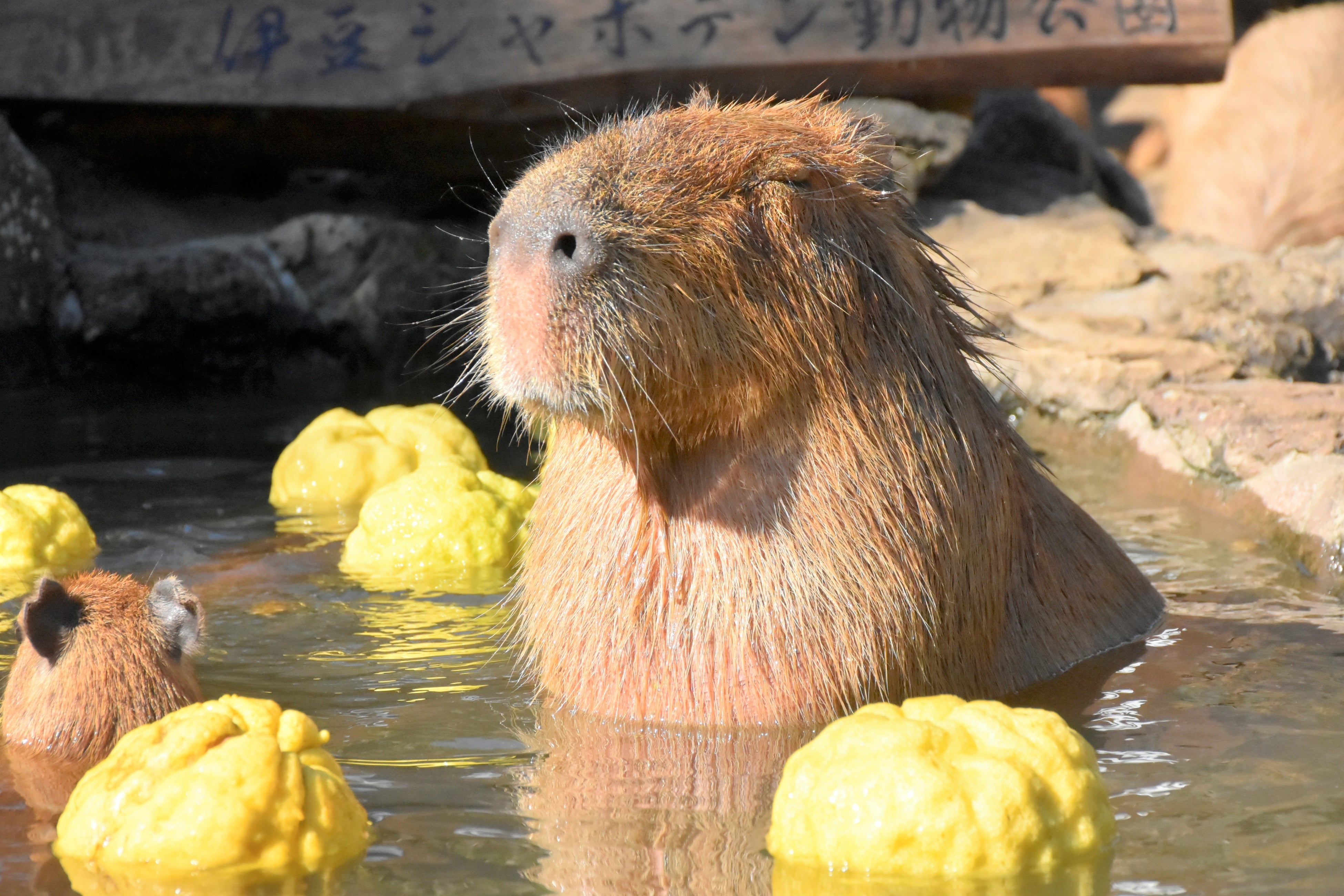 伊豆シャボテン動物公園「元祖カピバラの露天風呂」40周年記念【公式