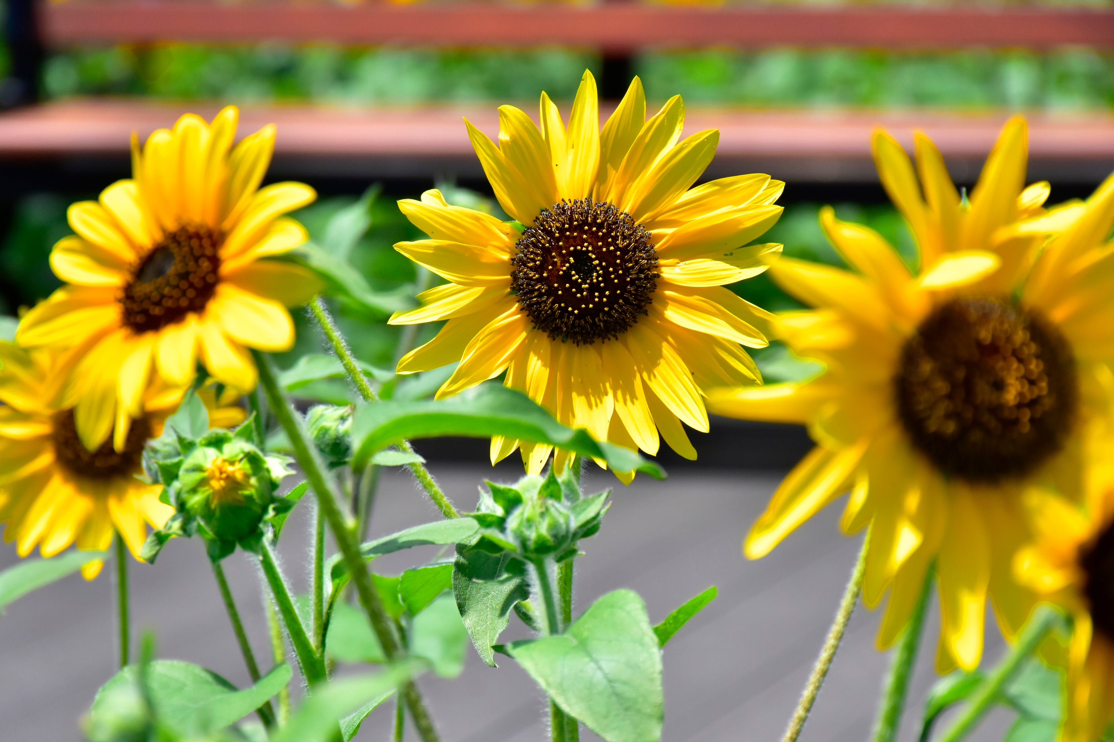 1株に100輪も!? 1,000輪も!? 人気のヒマワリ「サンフィニティ」と