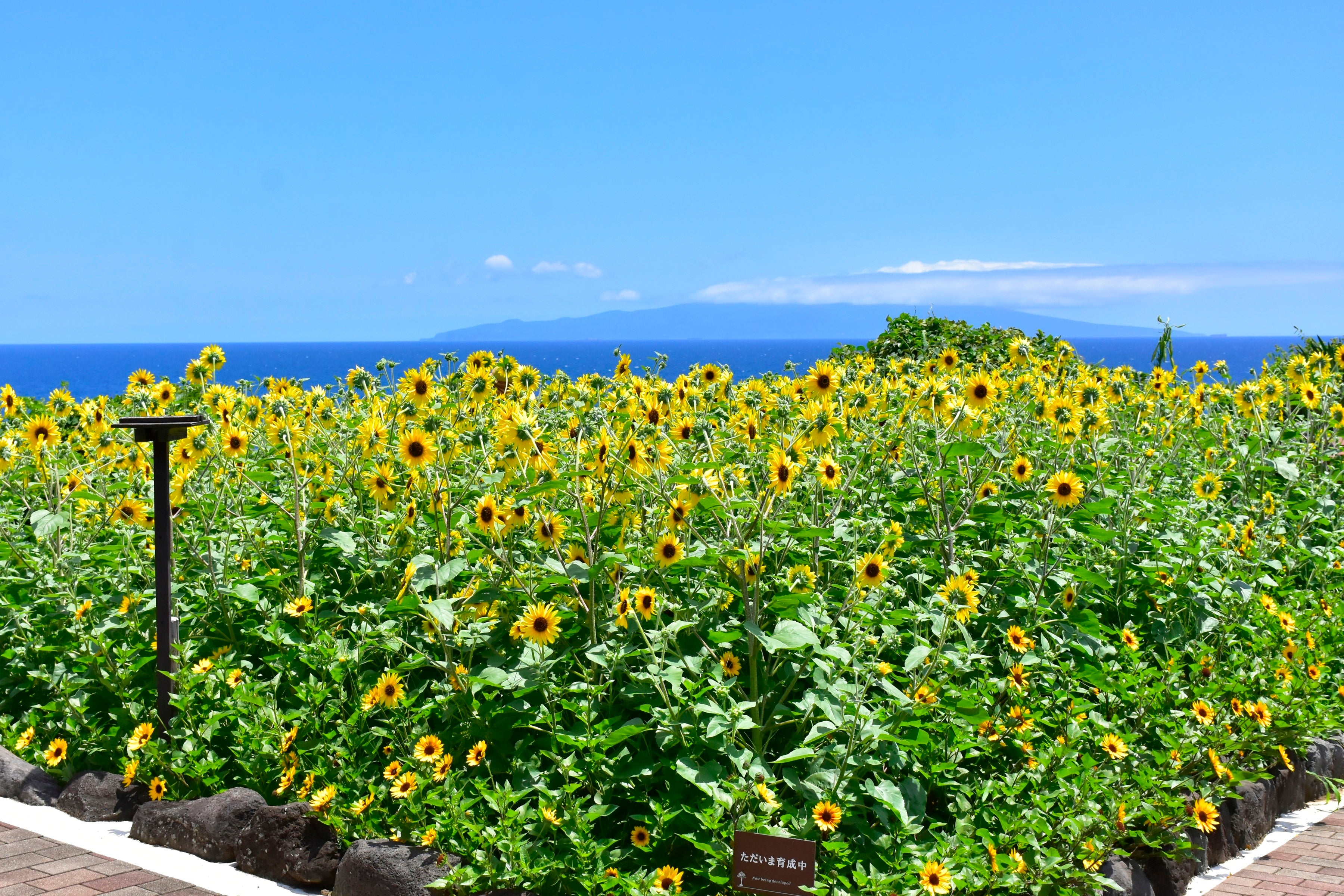 1株に100輪も!? 1,000輪も!? 人気のヒマワリ「サンフィニティ」と
