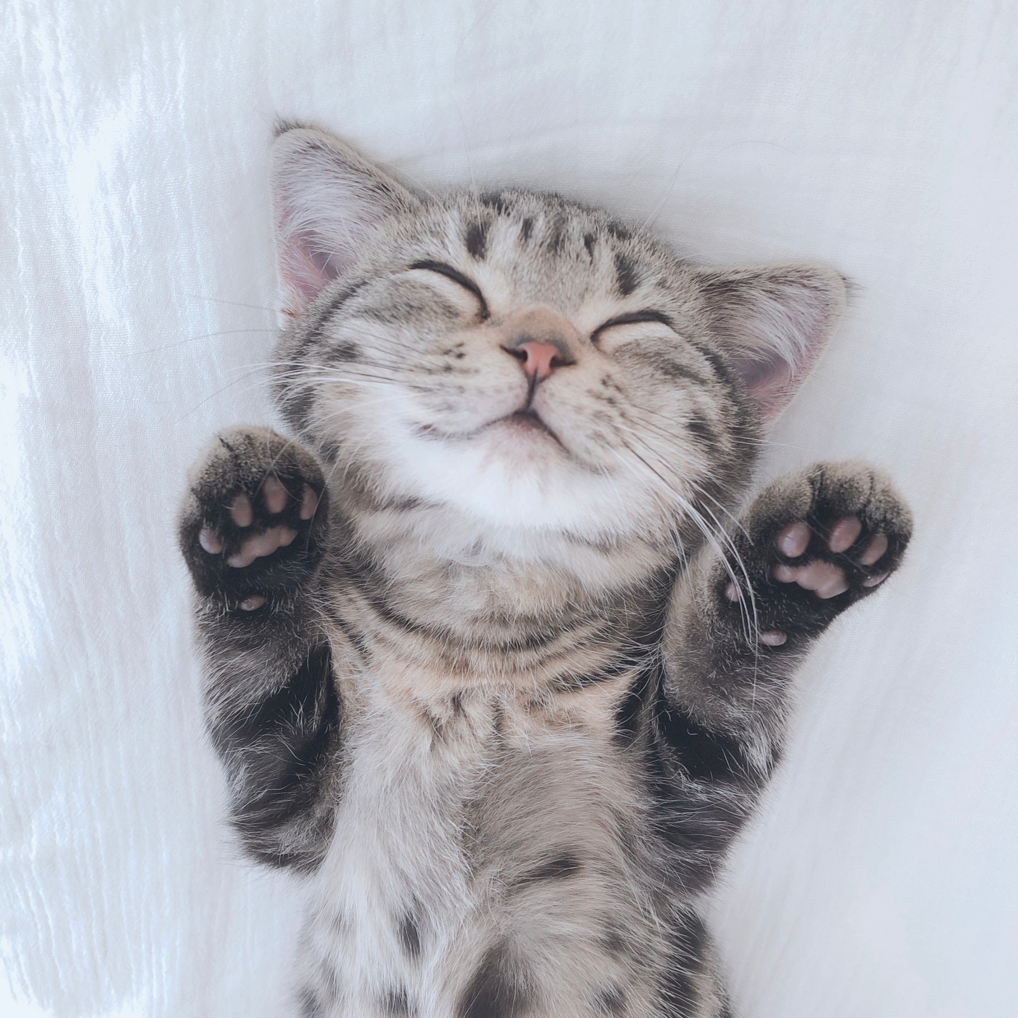 史上最大規模で送る！ねこ写真パネル＆グッズ展「ねこにすと55 ねこ