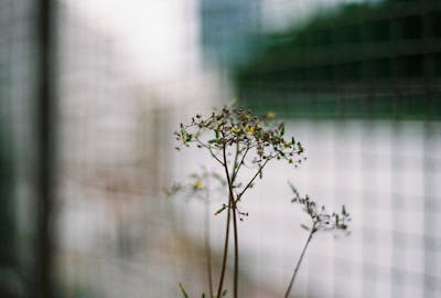 レンタル - Nikon New FM-2 シルバー + Nikon Ai Nikkor 50mm F1.8