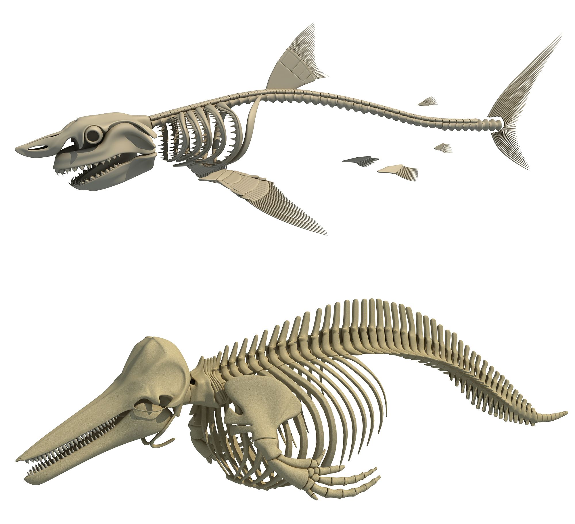 ホオジロザメとイルカの骨格 3Dモデル $39 - .3dm .3ds .c4d .lwo .max