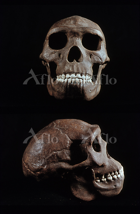 ジャワ原人の頭蓋骨 [193992369]の写真素材 - アフロ