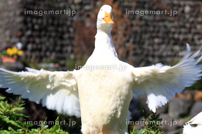羽を広げるアヒル（静岡県富士宮市よしま池）の写真素材 [232331558