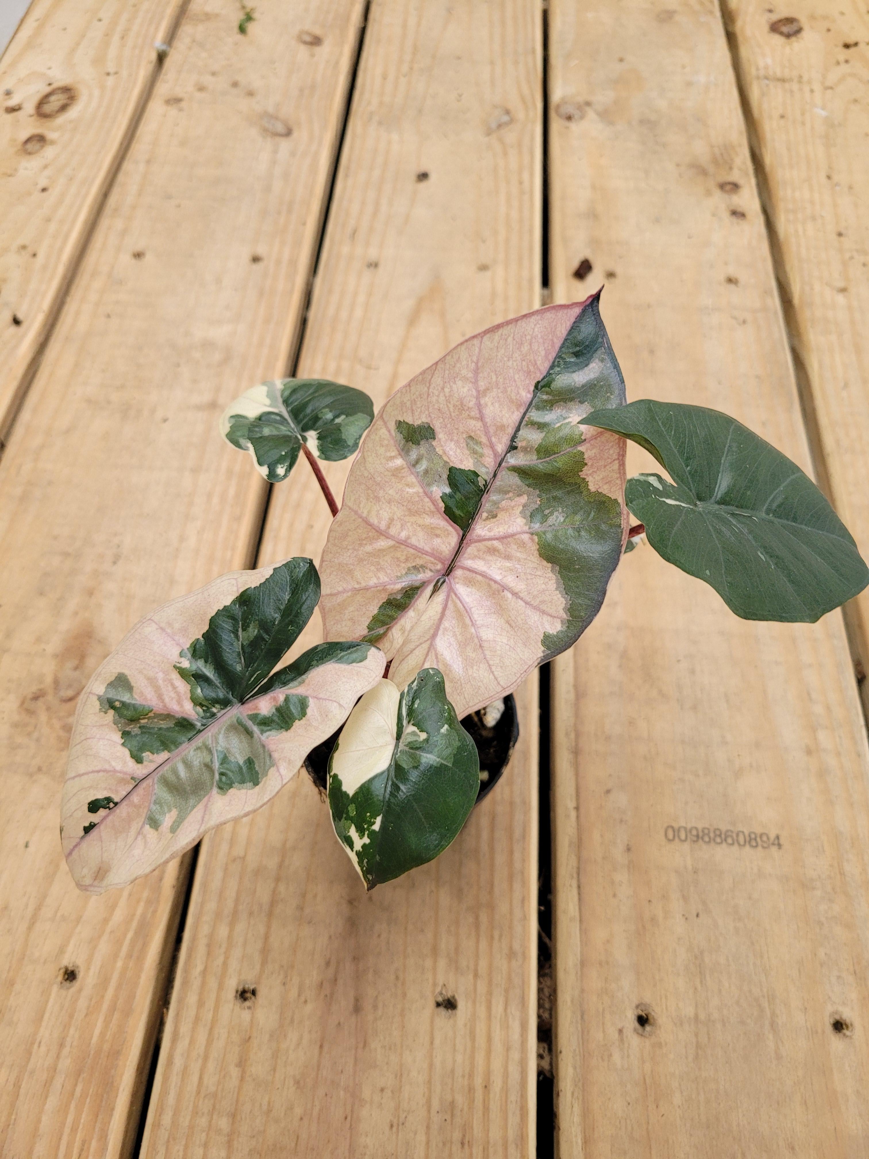 アロカシア ユカタン プリンセス ピンク : r/RareHouseplants