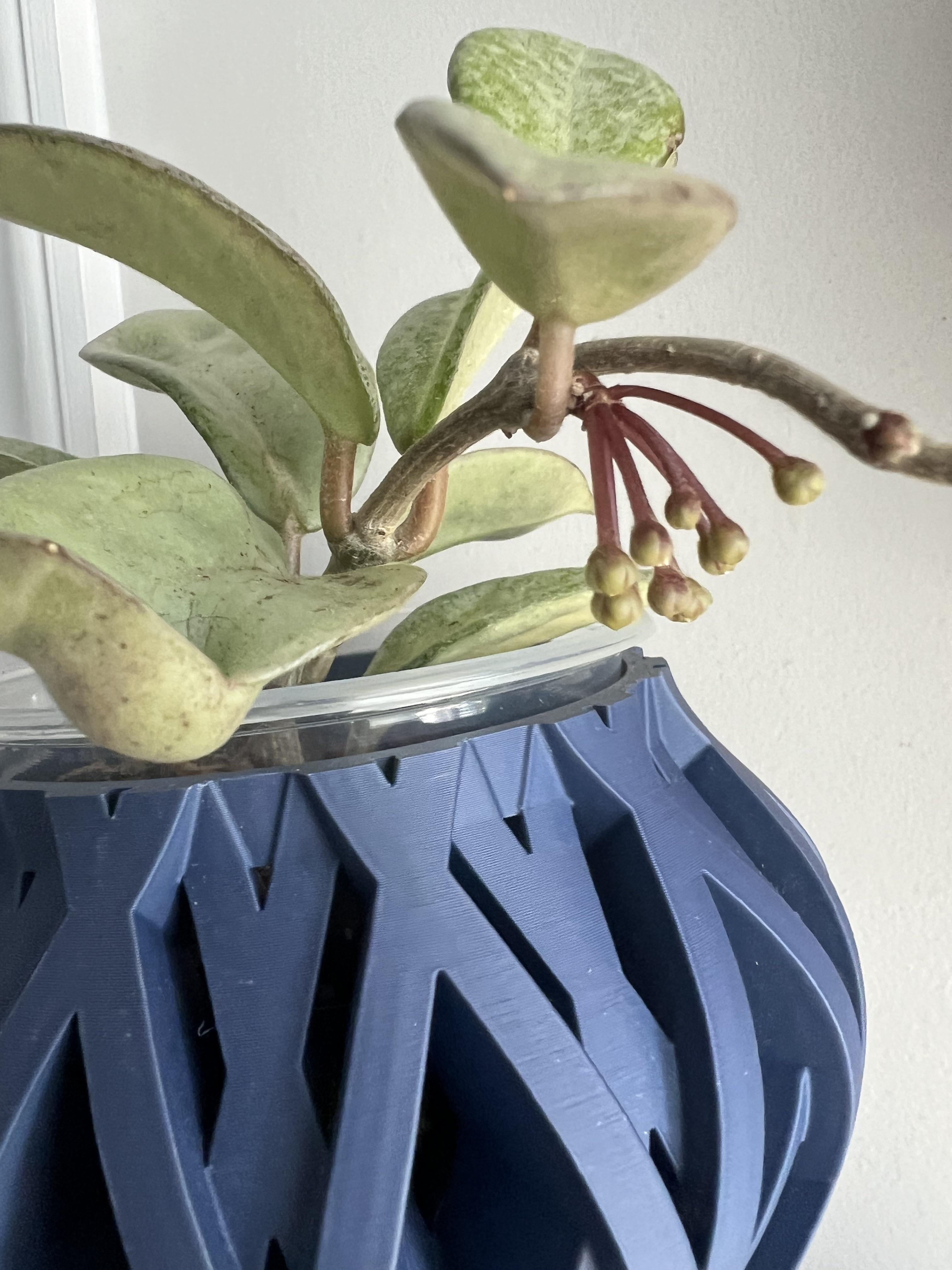 誰かホヤ・アルゲンティア・プリンセスの花持ってる人いる？写真とか