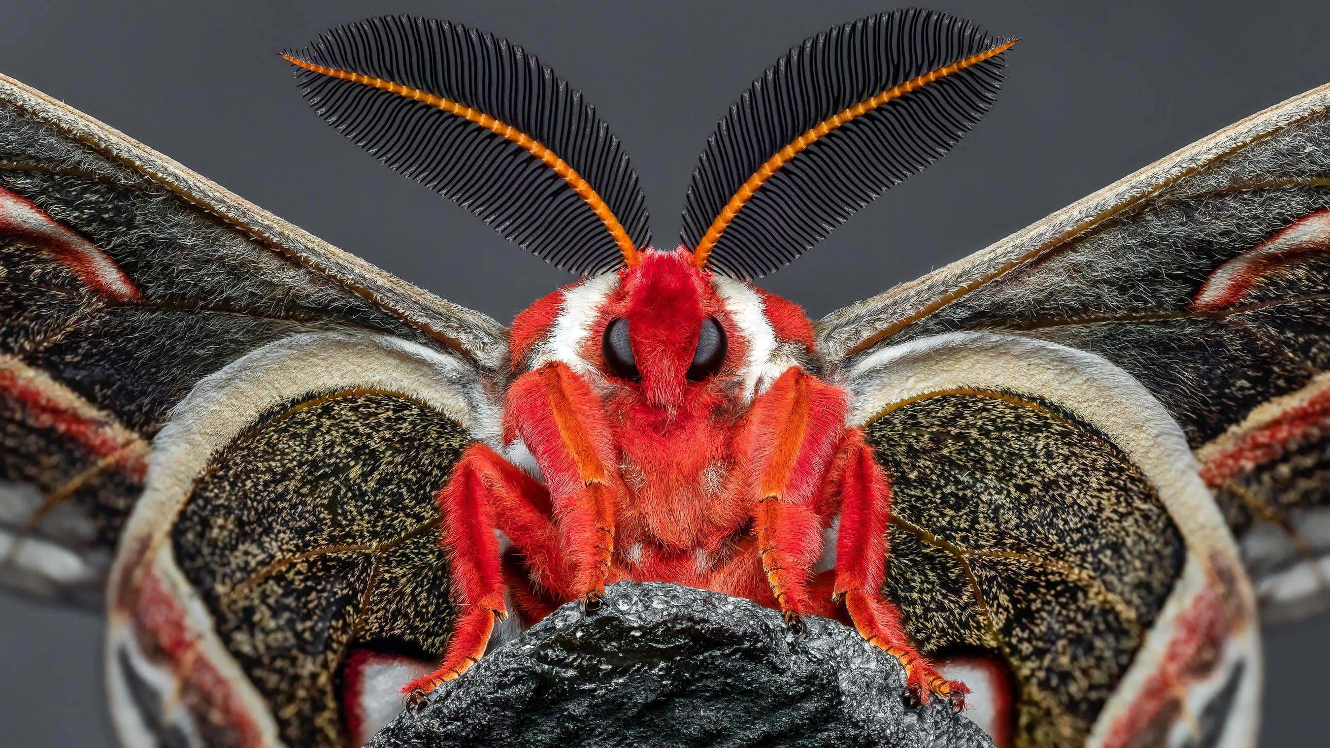 セクロピアサン モス蛾ガモルフォ蝶蛇トンボゼミセミ蝉蜻蛉標本