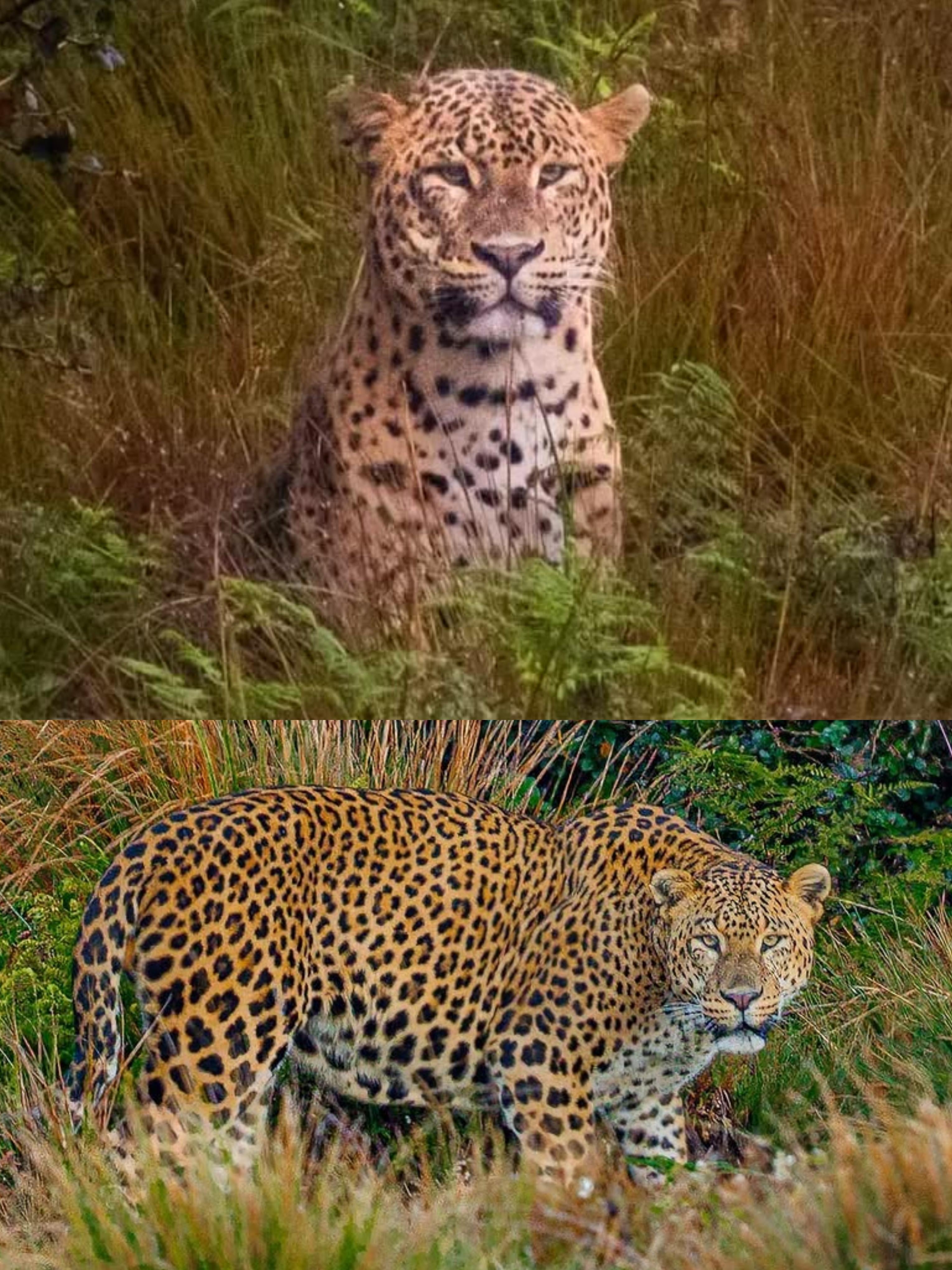 Mighty M07, one of the biggest males sighted in Horton Plains