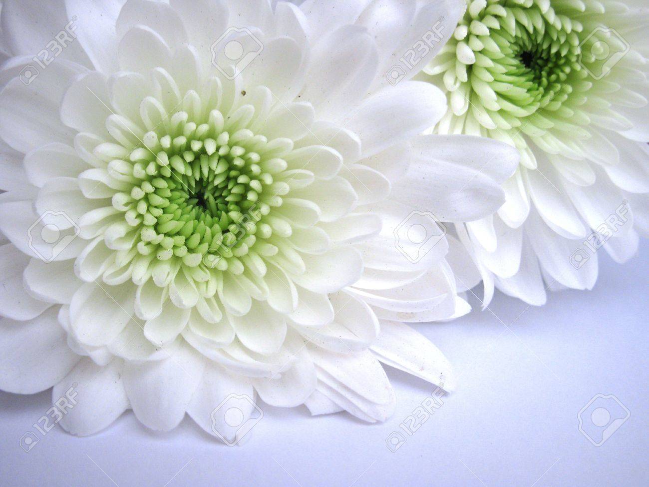 アクリル画 白いダリア アクリル画白いダリア