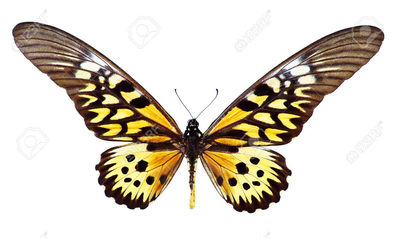 ドルーリーオオアゲハ♂ 超大型 標本 185mm☆アフリカ産☆本当に巨大