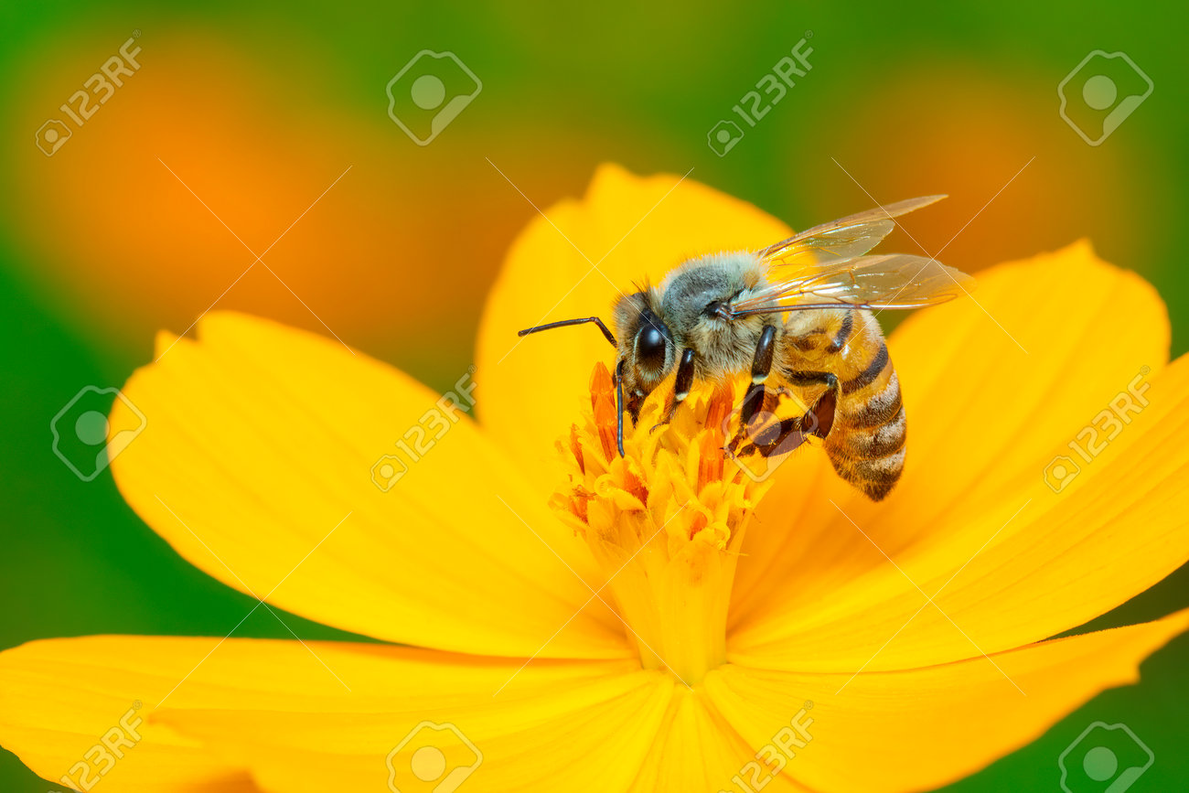 Image Of Bee Or Honeybee On Yellow Flower Collects Nectar. Golden