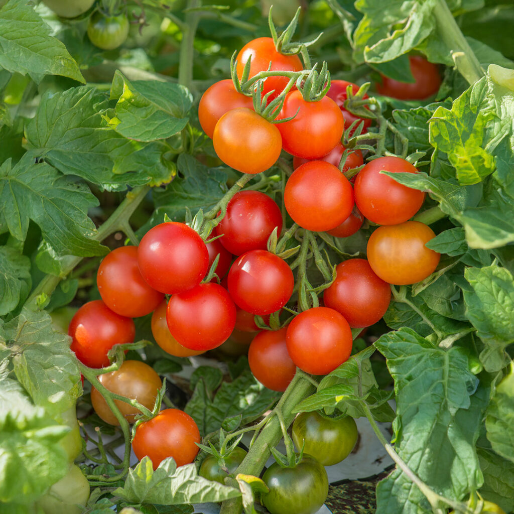 Tomato Lizzano F1 - Premier Seeds Direct