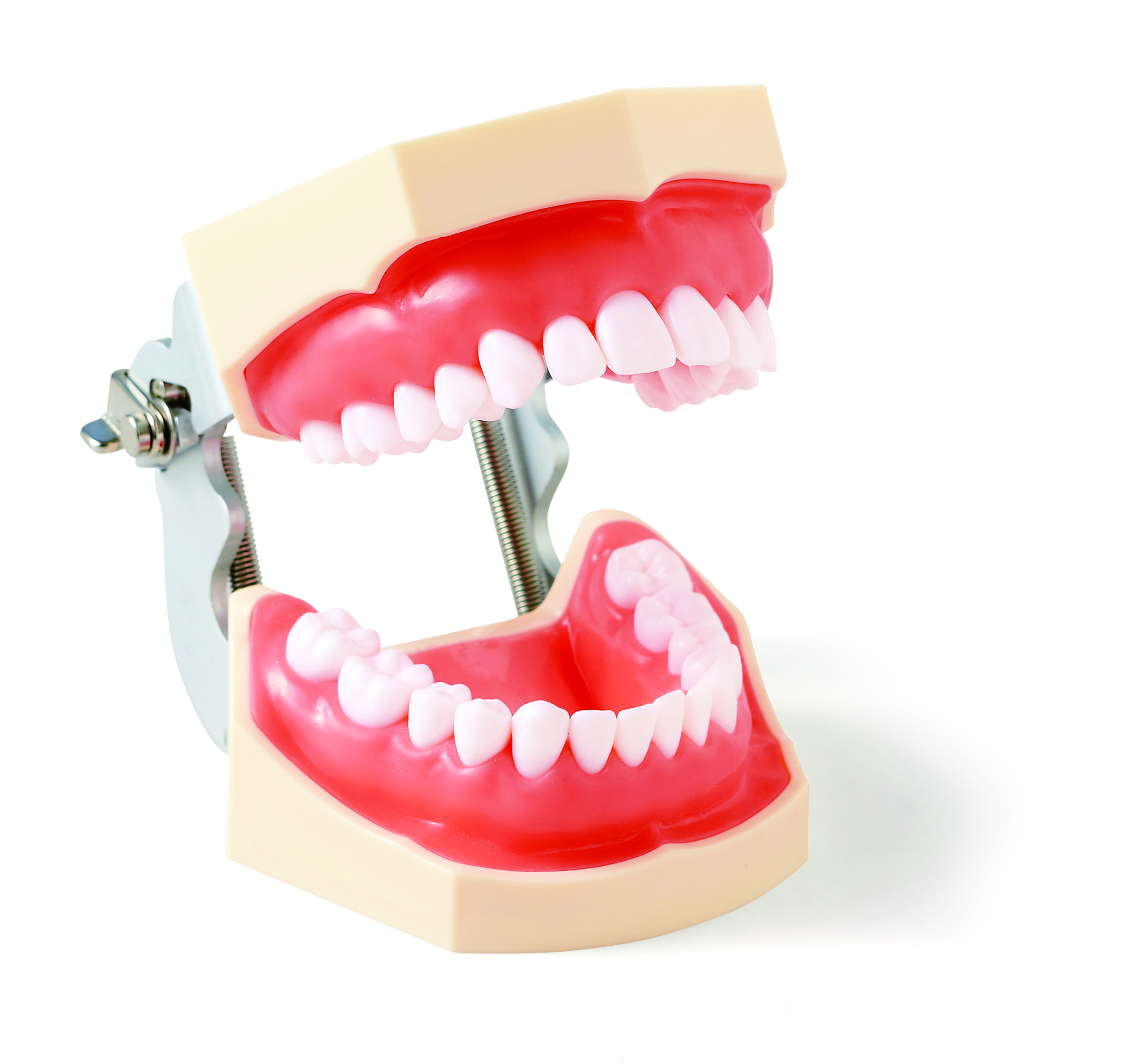 プレミアムプラスジャパン｜Premium Plus Japan｜保存修復実習用模型