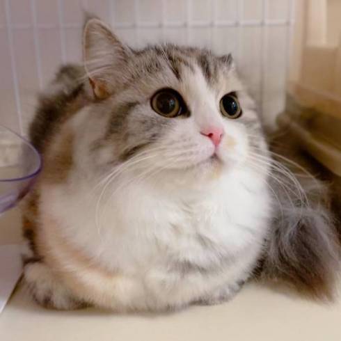 白モフな美猫・ねむちゃん フワフワな毛が増していく冬の姿が