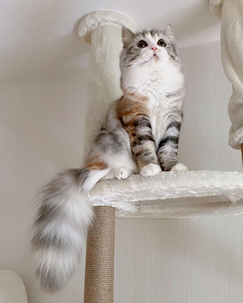 白モフな美猫・ねむちゃん フワフワな毛が増していく冬の姿が