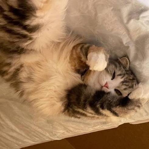 白モフな美猫・ねむちゃん フワフワな毛が増していく冬の姿が