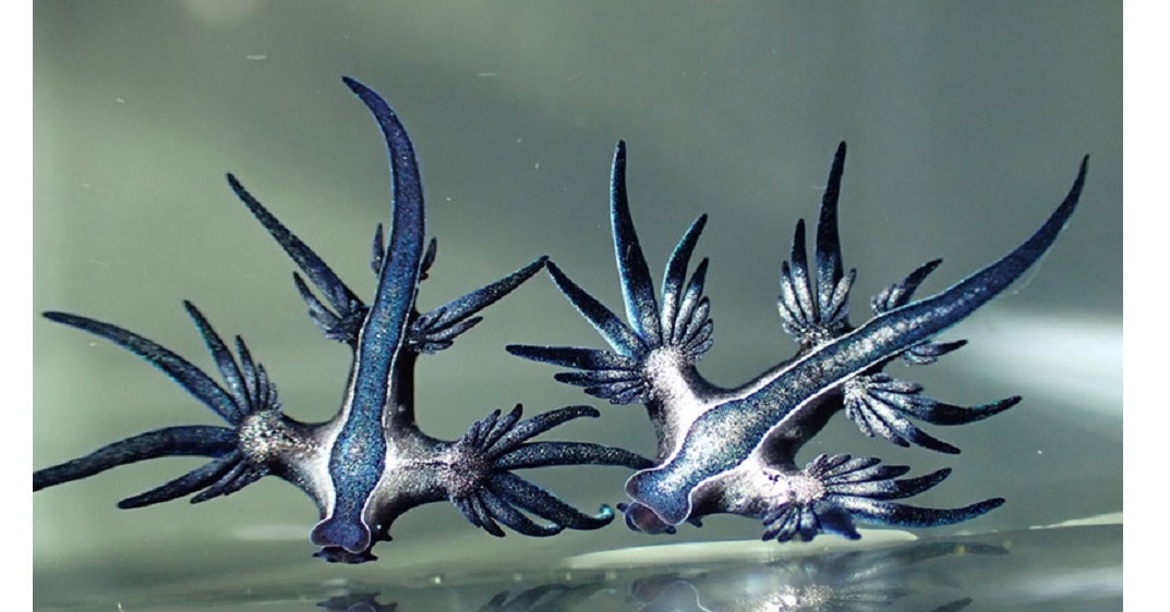 湘南の砂浜に打ちあがった超危険生物を採取、飼育してみたら…… 美しく