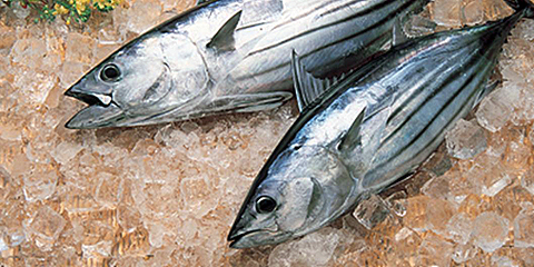 日南のかつお｜宮崎県｜全国のプライドフィッシュ｜プライドフィッシュ