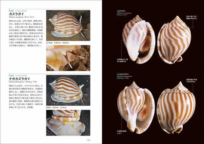 日本の貝の生態写真と標本写真を629種、全て掲載した画期的な図鑑