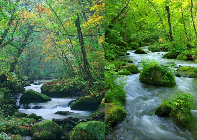 青森県十和田市】オンラインネイチャーツアー 奥入瀬渓流コケさんぽ