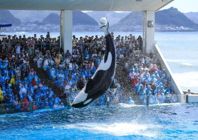 入園料金がもれなく半額に！館長の特別レクチャーも鴨川シーワールド