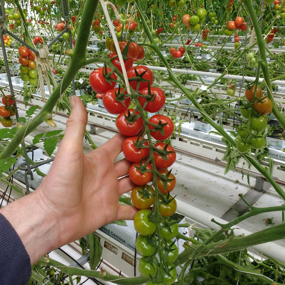 Tomato Profi-Frutti F1 Cherry – Prudac