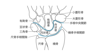 手関節の解剖と運動：基本情報のまとめ | まっちゃんの理学療法ノート