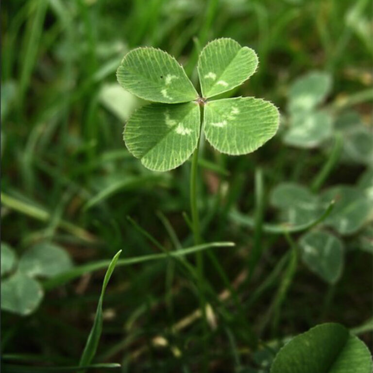 クローバー（四つ葉） - PUA ALLY(プアアリ)