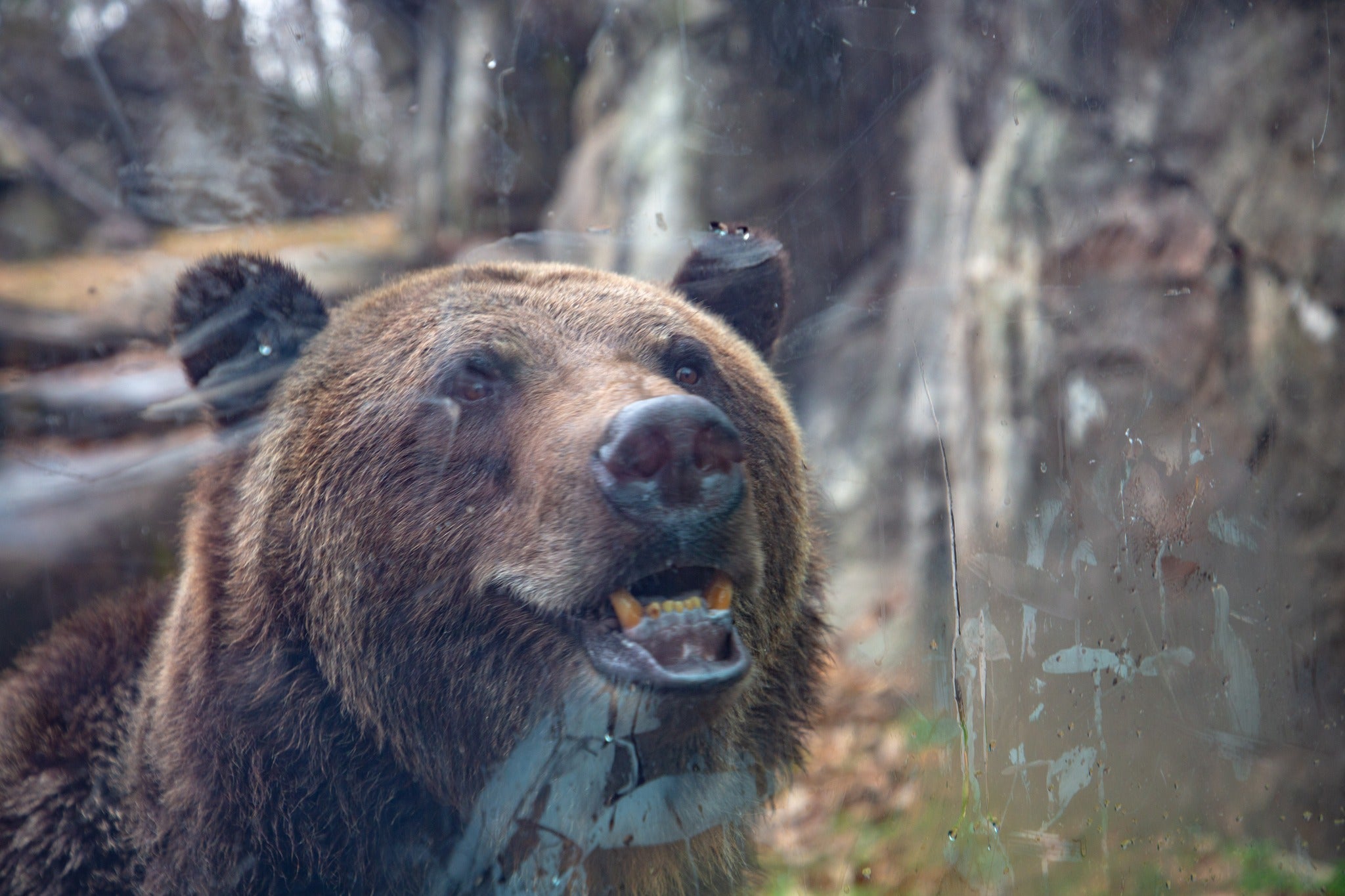 Ronan, a 740-pound grizzly bear from Arizona, welcomed at North