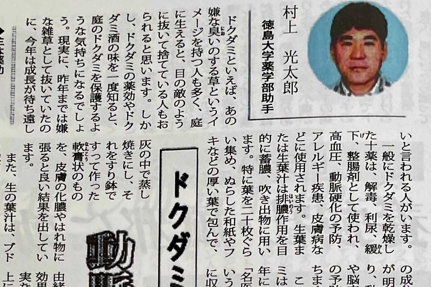 村上光太郎の「薬草を食べる」ドクダミの薬効・食べ方