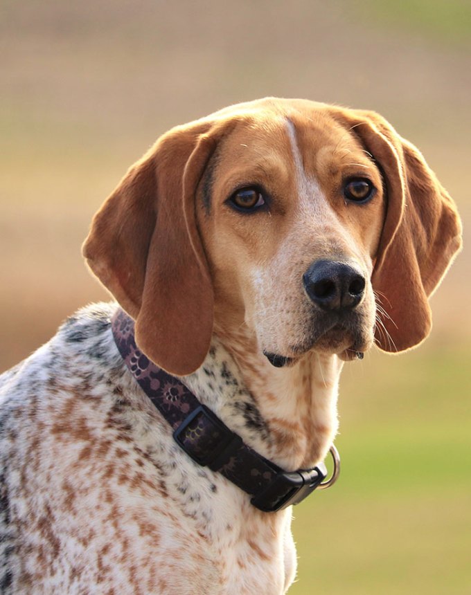 32 Hound Dog Breeds with Incredible Instincts – PureWow