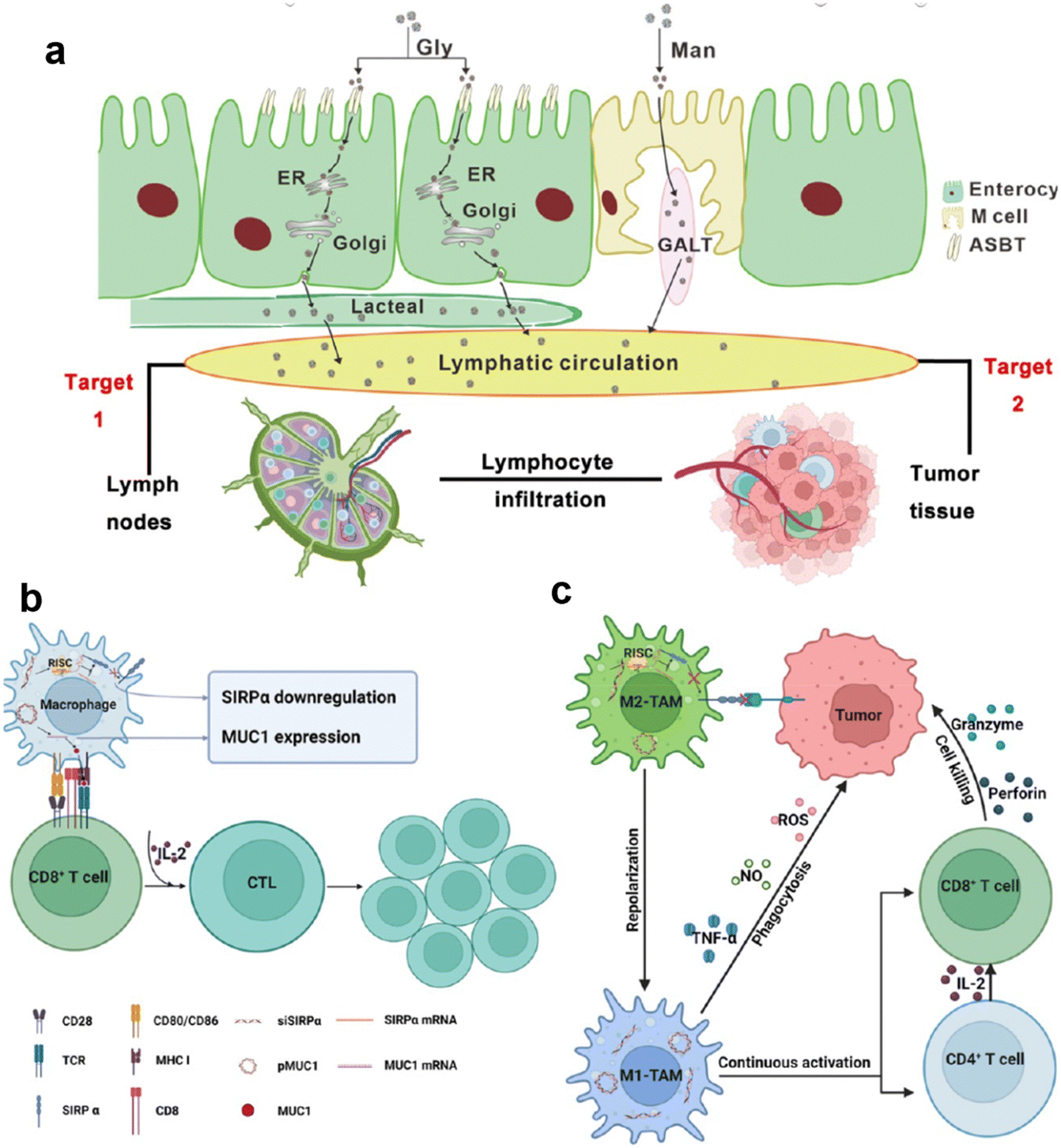 Immunological nanomaterials to combat cancer metastasis - Chemical
