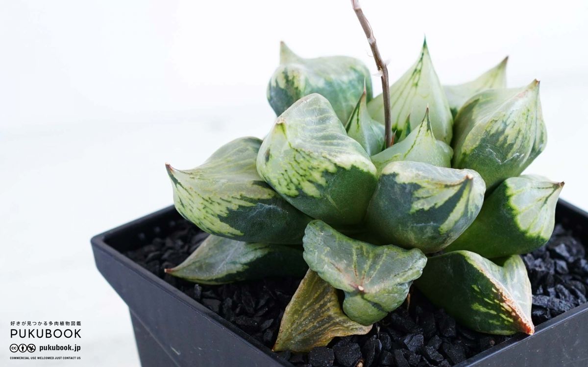ハオルチア 裏般若 Haworthia 'Ura Hannya'｜多肉植物図鑑 PUKUBOOK