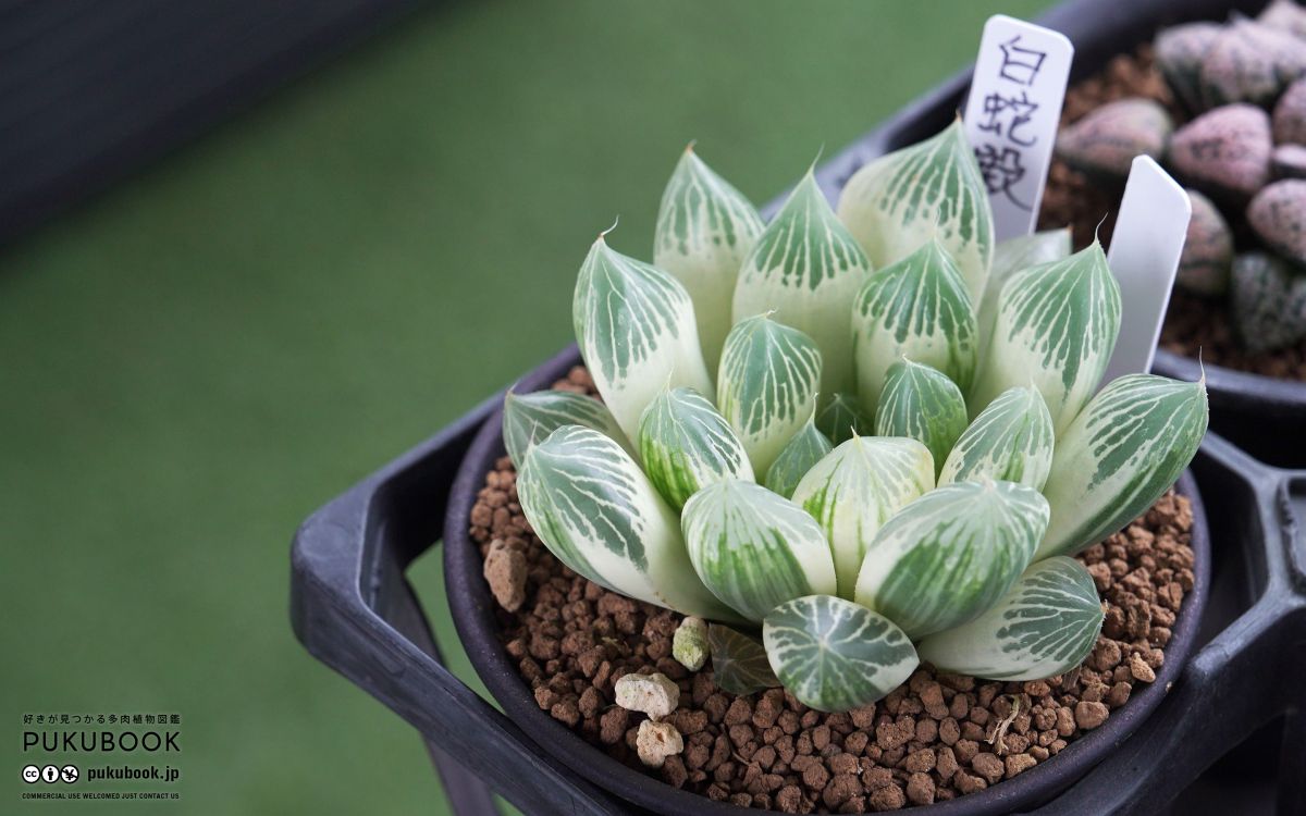 ハオルチア 白蛇伝 Haworthia 'Hakujaden'｜多肉植物図鑑 PUKUBOOK