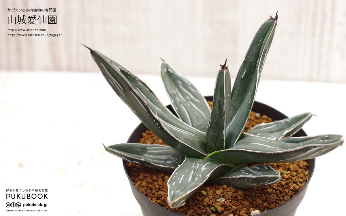 アガベ ニッケルシー Agave nickelsiae｜多肉植物図鑑 PUKUBOOK