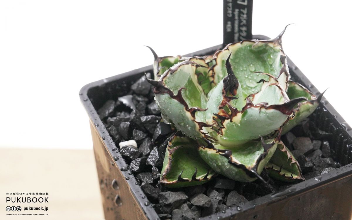 アガベ BB錦 Agave titanota 'Blue Diamond'｜多肉植物図鑑 PUKUBOOK