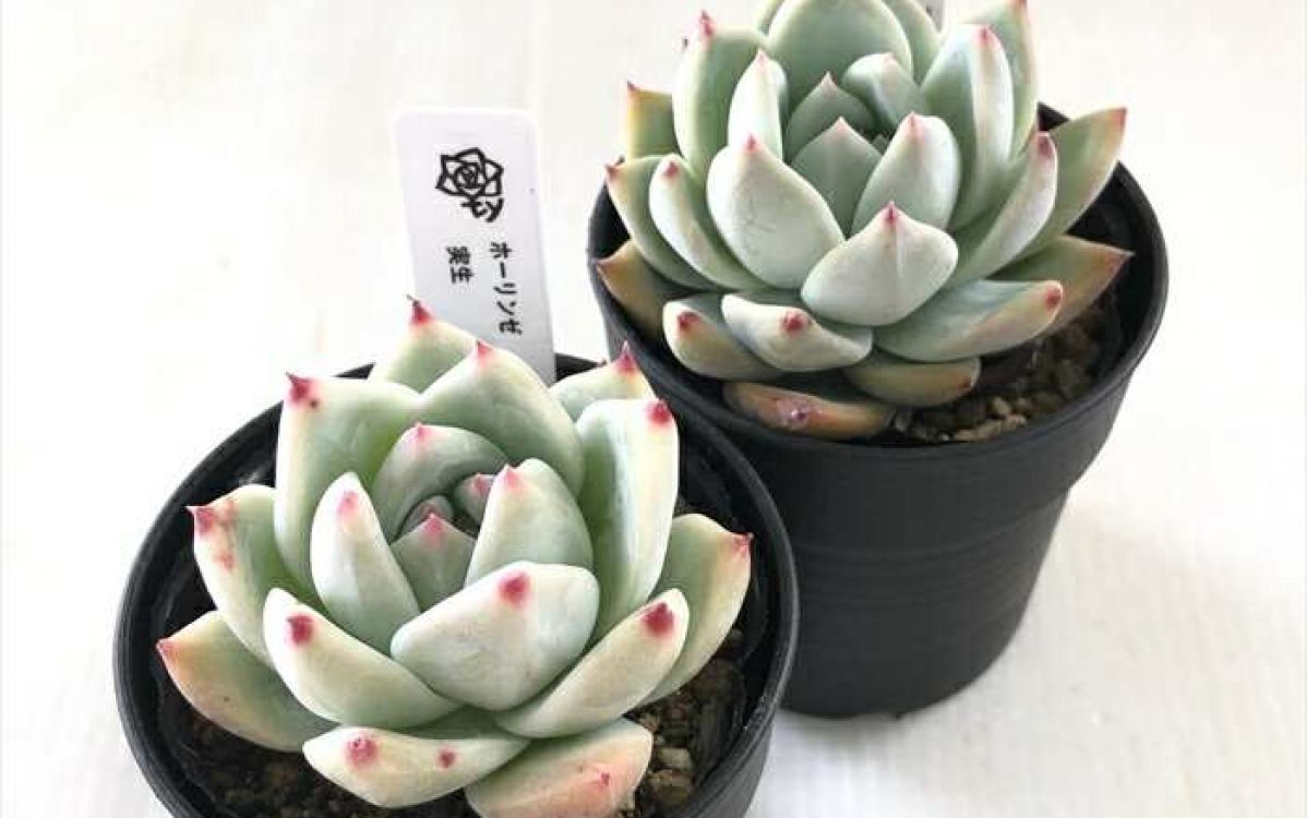 エケベリア ホーリンゼ Echeveria 'Horlindsa'のショッピング｜多肉